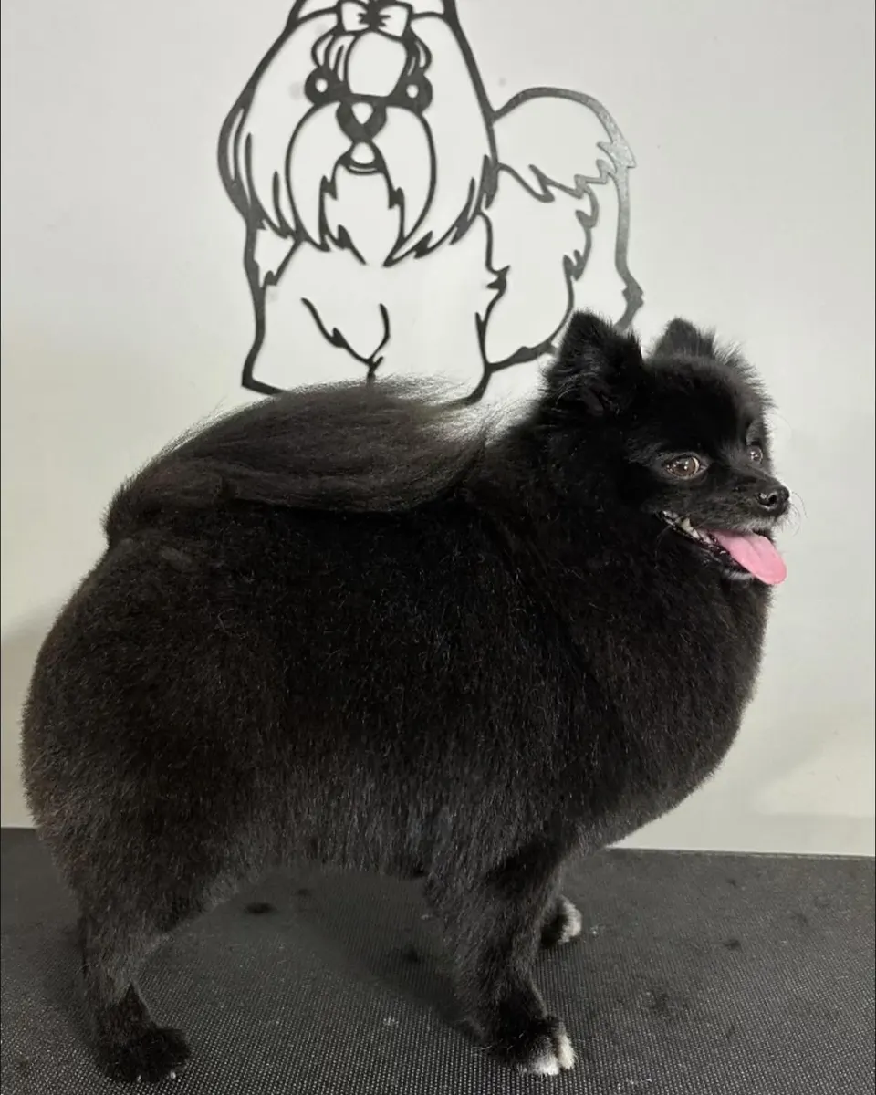 Cão de pelagem preta e volumosa, de língua de fora, sobre a mesa