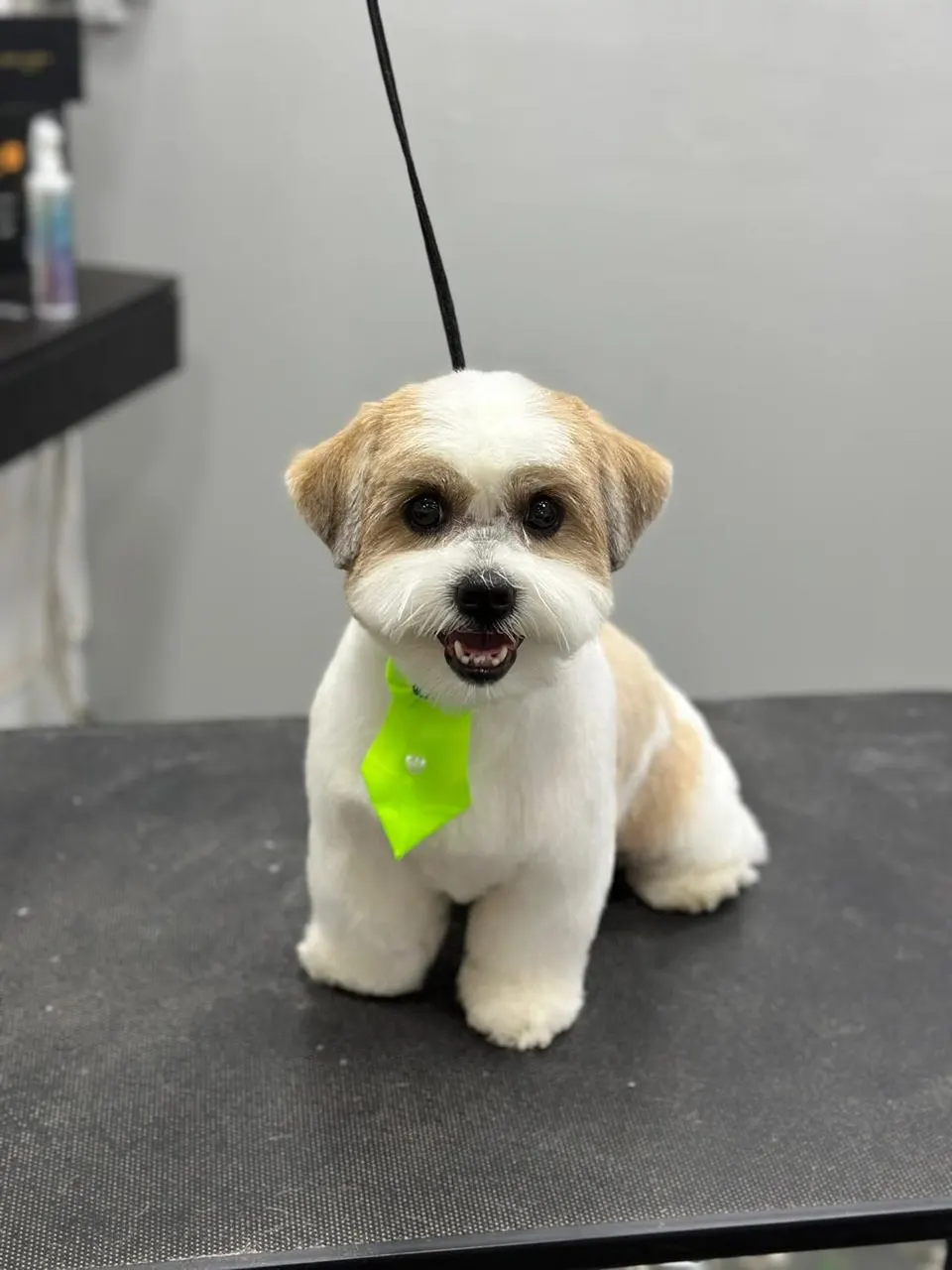 Cãozinho de pelagem creme com tosa arredondada e gravata verde, sentado
