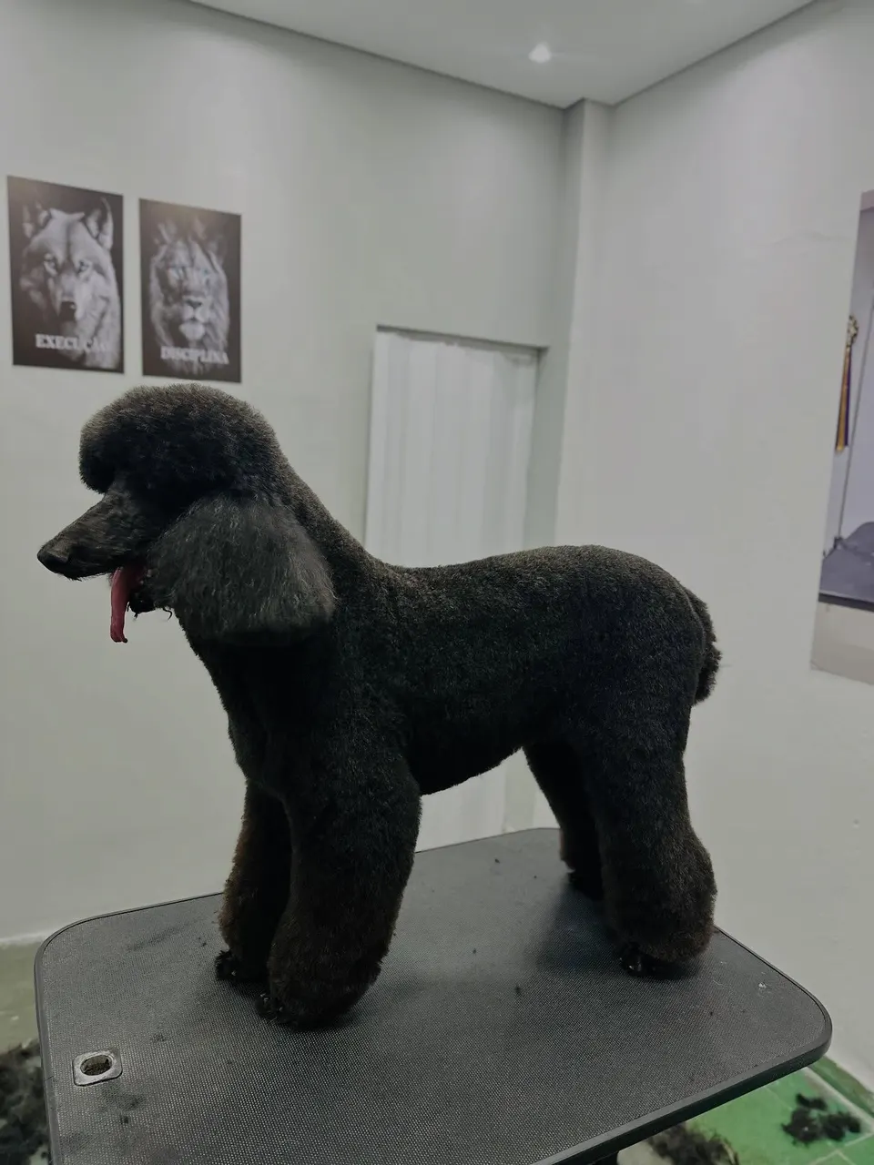 Poodle preto tosado, de perfil, sobre a mesa de estética