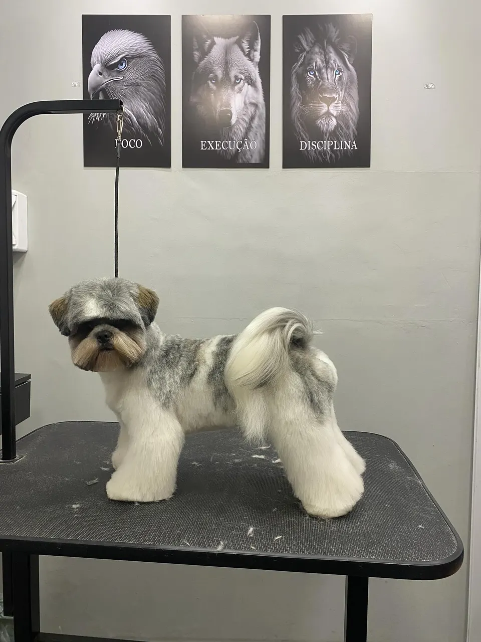 Cão de pelagem cinza e branca, tosado, em pé sobre a mesa de estética