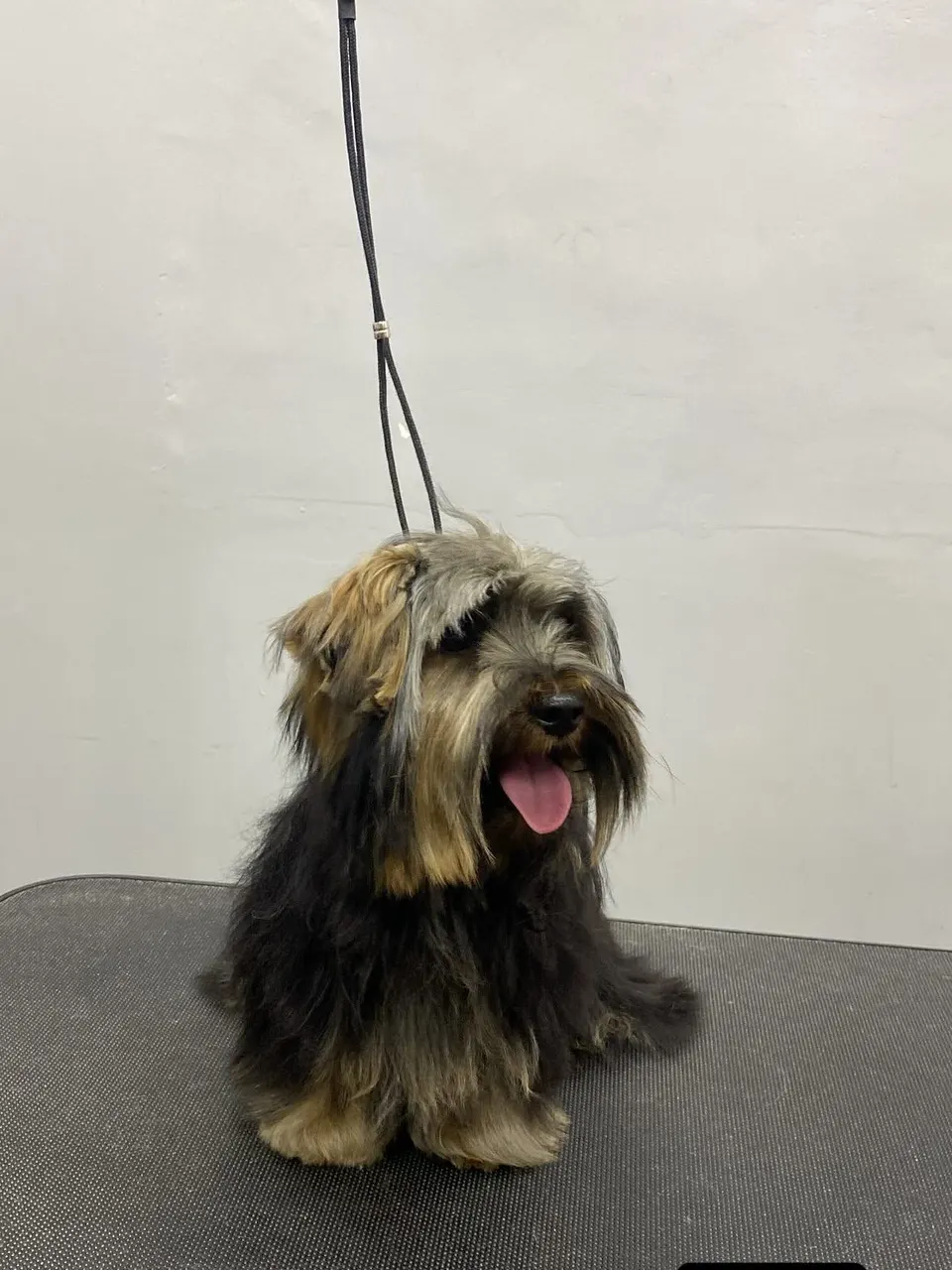 Cão de pelagem longa escura, de língua de fora, sobre a mesa de estética