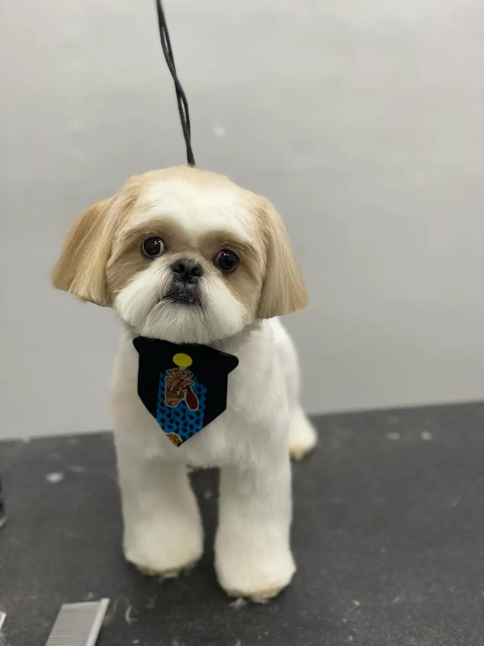 Cãozinho creme com bandana escura, em pé sobre a mesa após a tosa